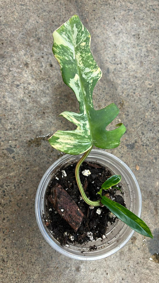 Philodendron Tortum X Florida Beauty Variegated #3