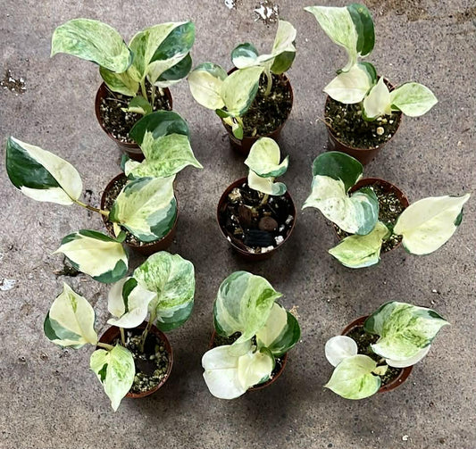 Pothos Ivory Knight