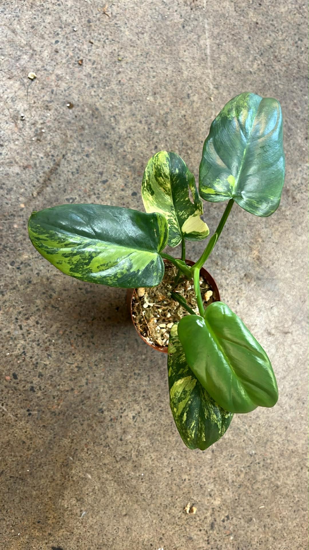 Philodendron Bipennifolium Variegated #1