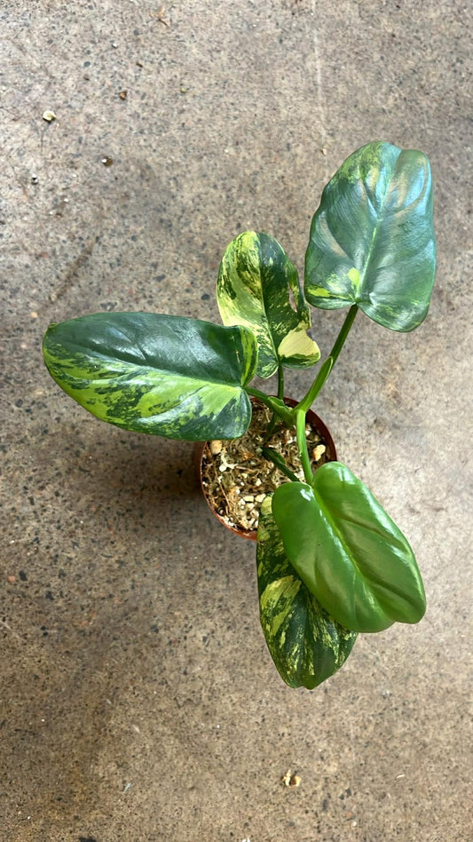 Philodendron Bipennifolium Variegated #1
