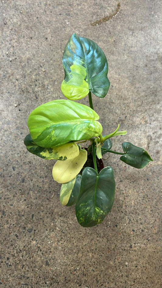 Philodendron Bipennifolium Variegated #2