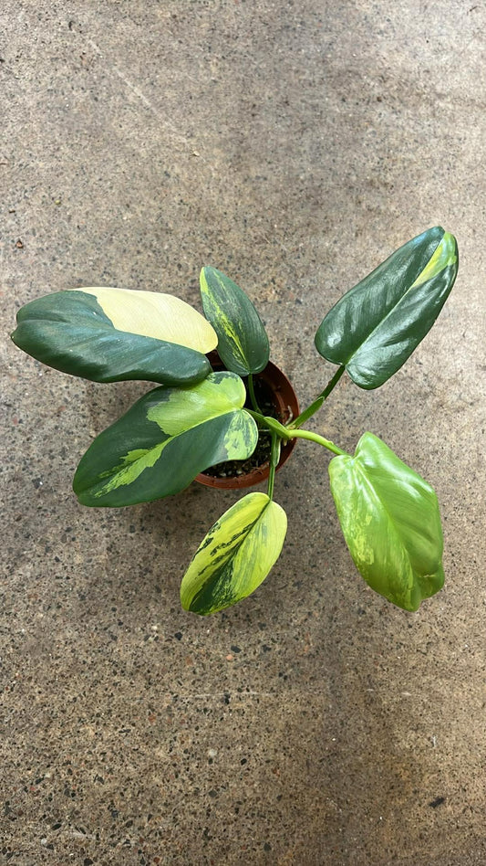 Philodendron Bipennifolium Variegated #3
