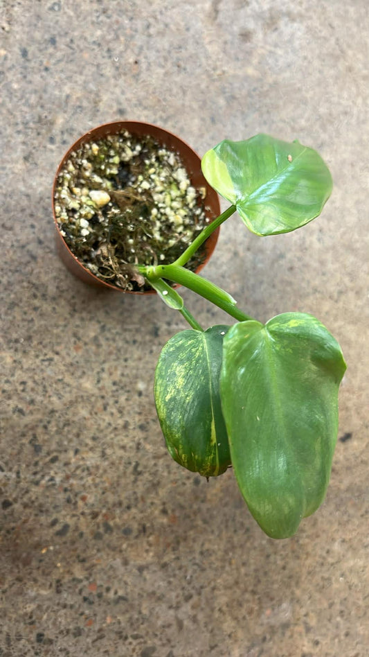 Philodendron Bipennifolium Variegated #4