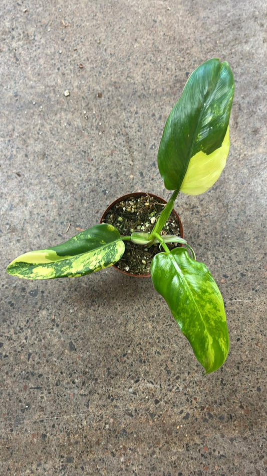 Philodendron Bipennifolium Variegated #6