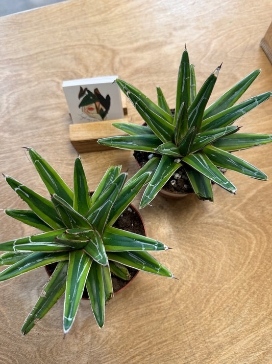 Agave Variegated
