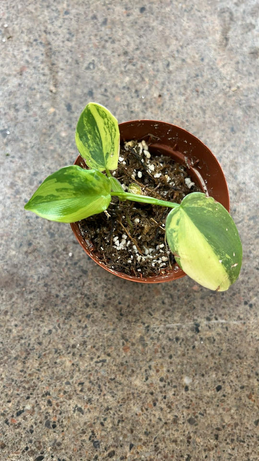 Philodendron Bipennifolium Variegated #8