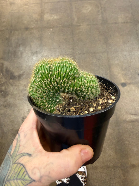 Trichocereus Spachianus f. Cristatus