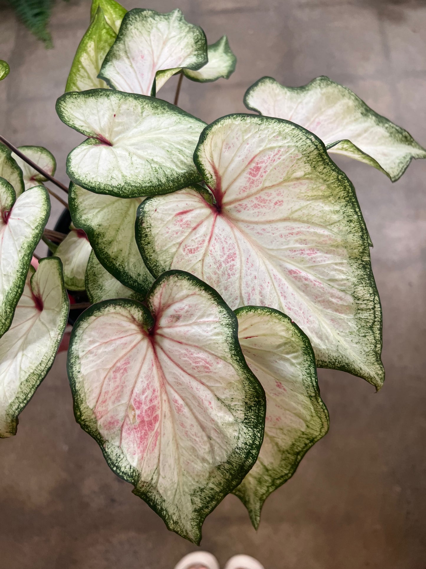 Caladium White Rose Blush