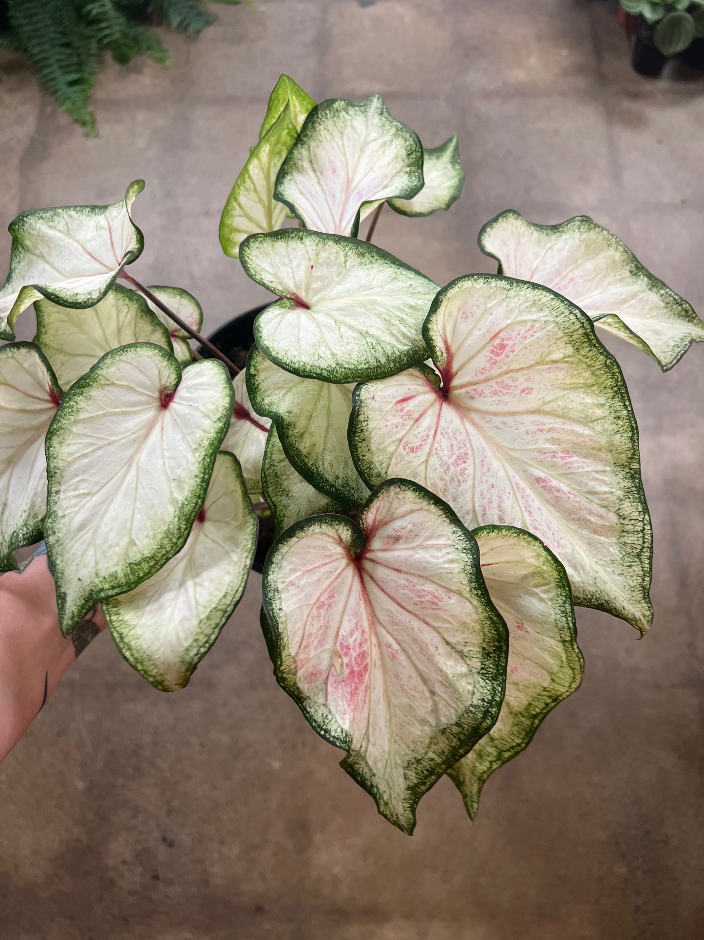 Caladium White Rose Blush