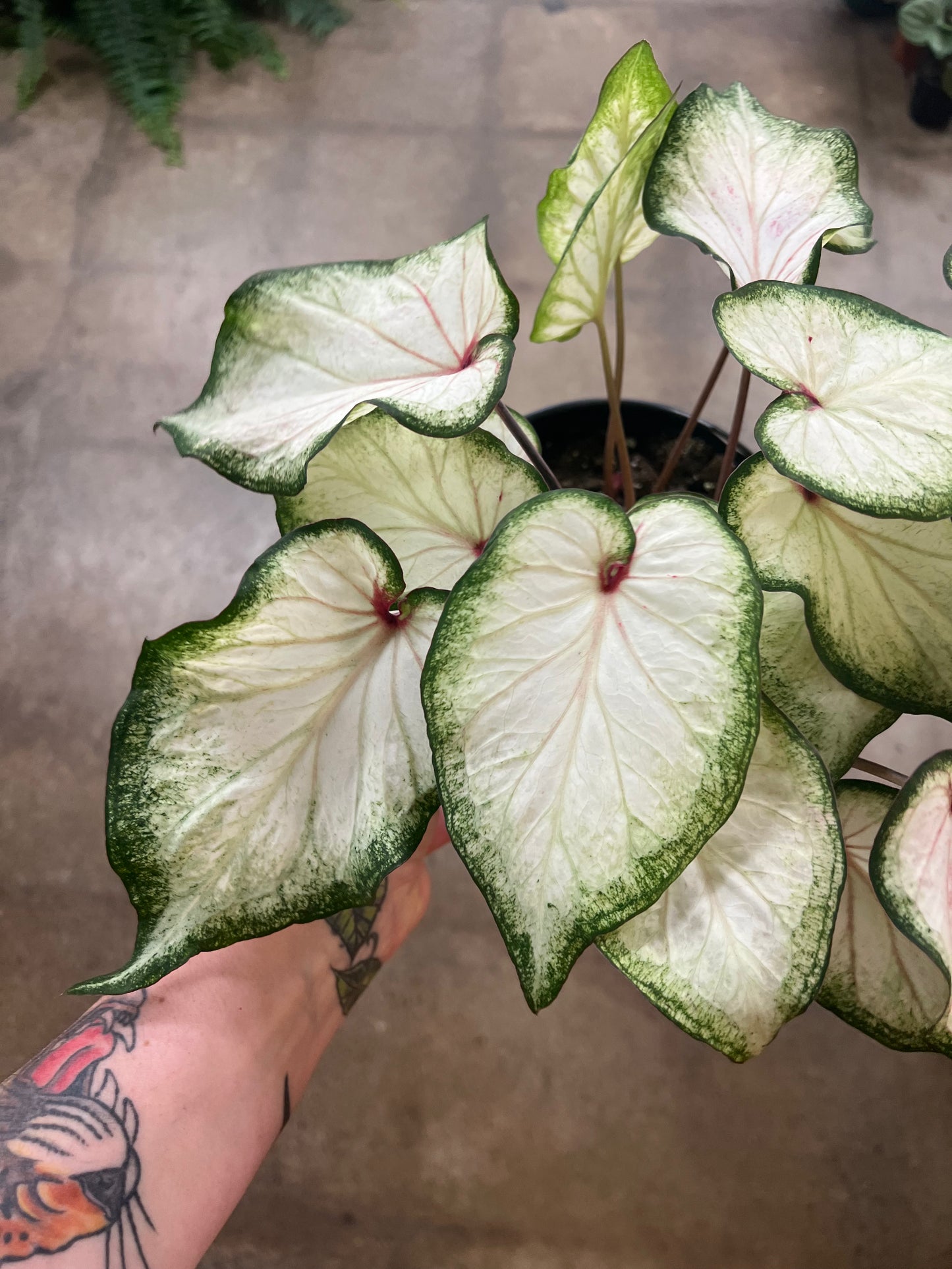 Caladium White Rose Blush