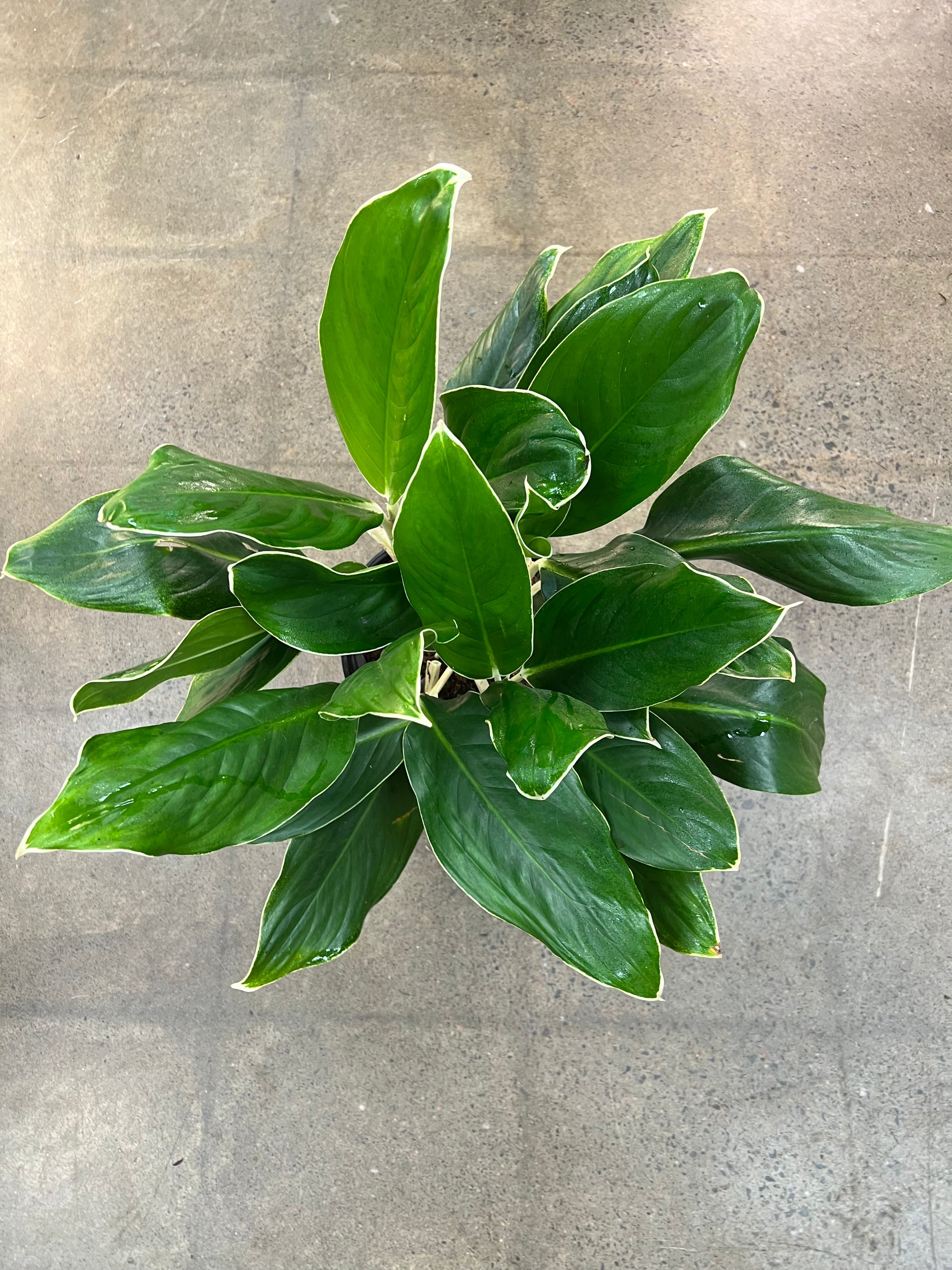 aglaonema white edge Aglaonema White Edge – jungleroseinc