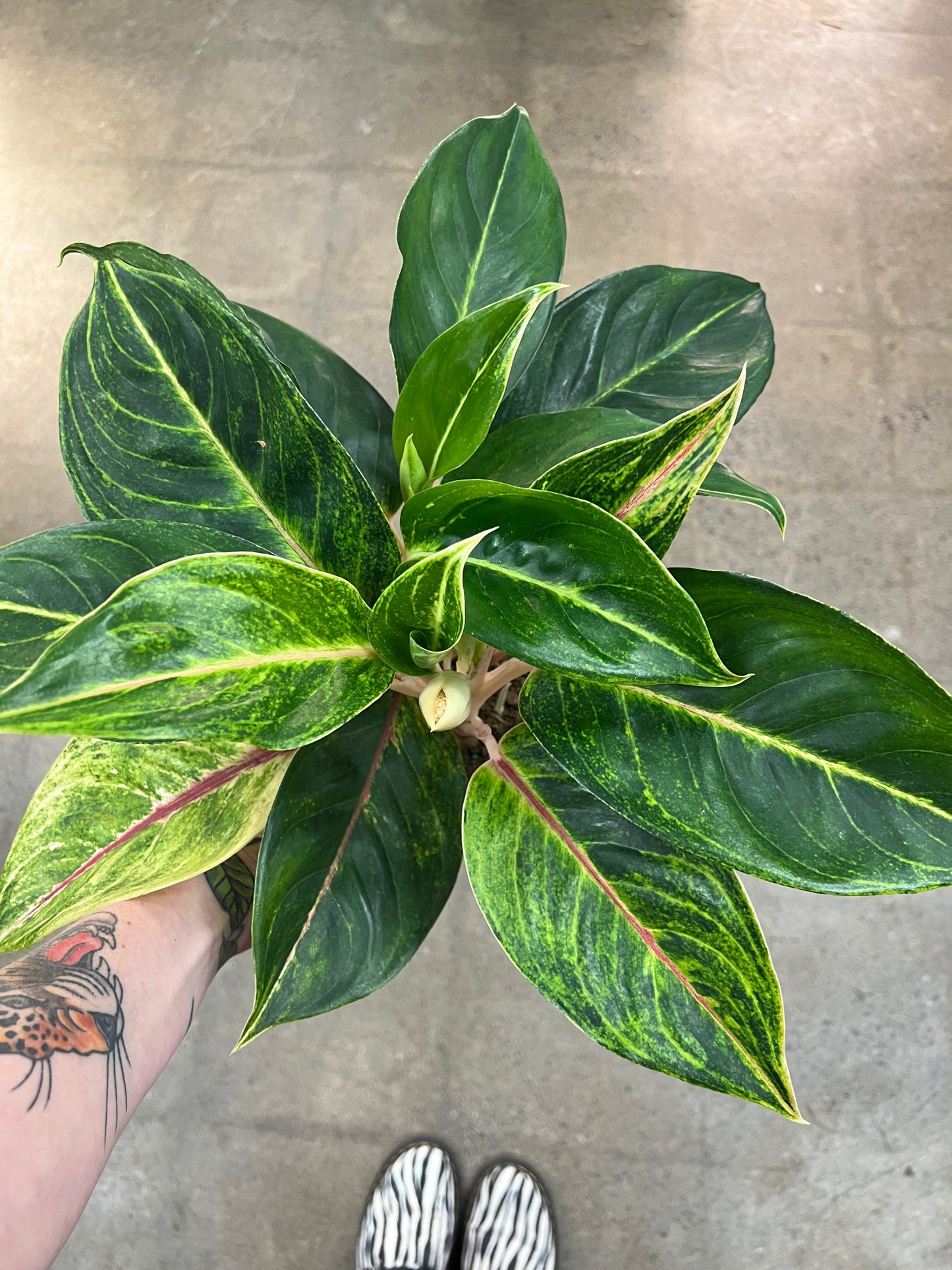 Aglaonema Green Papaya