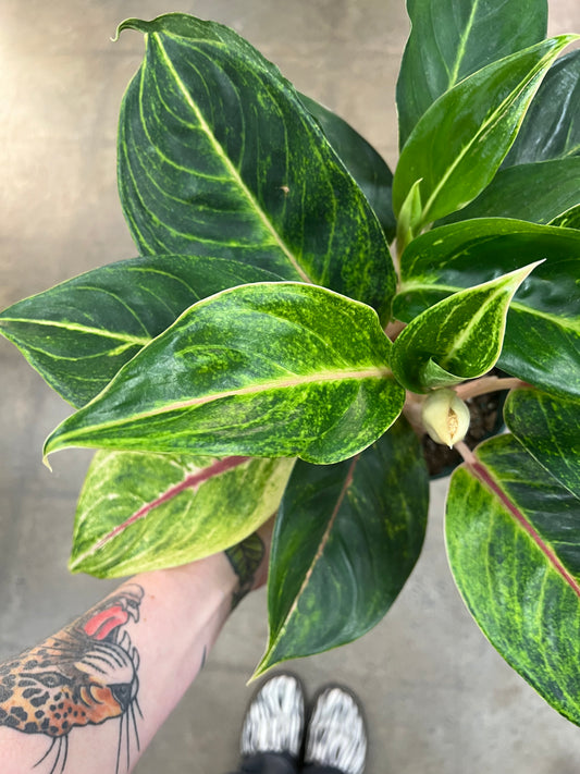 Aglaonema Green Papaya
