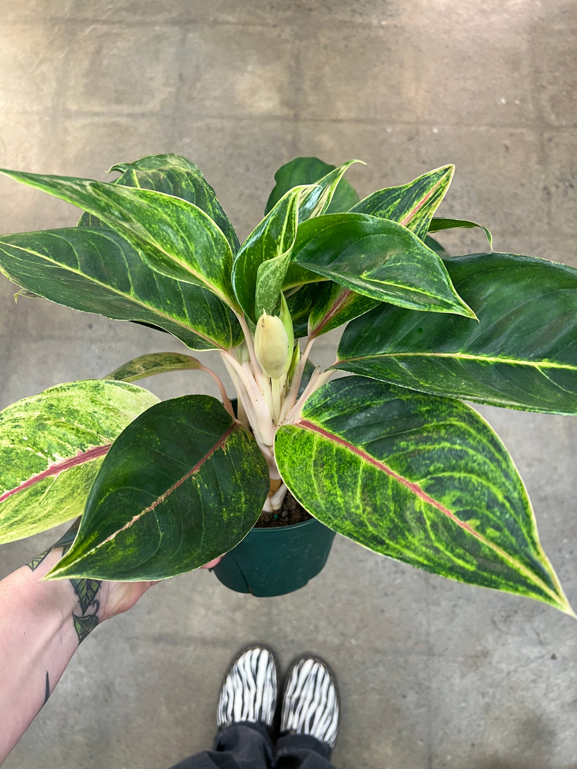 aglaonema green papaya care Aglaonema Green Papaya – jungleroseinc