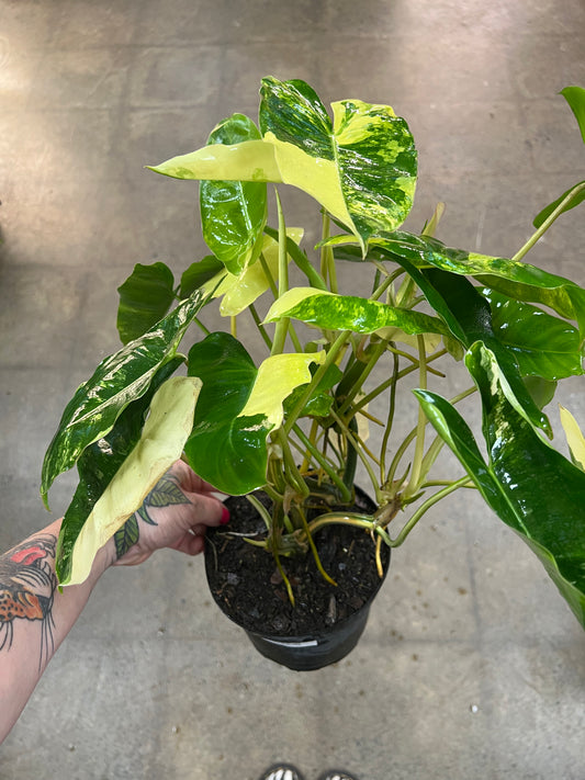 Philodendron Burle Marx Variegated