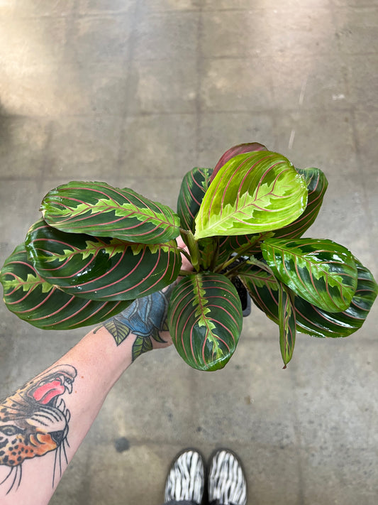 Maranta Rouge