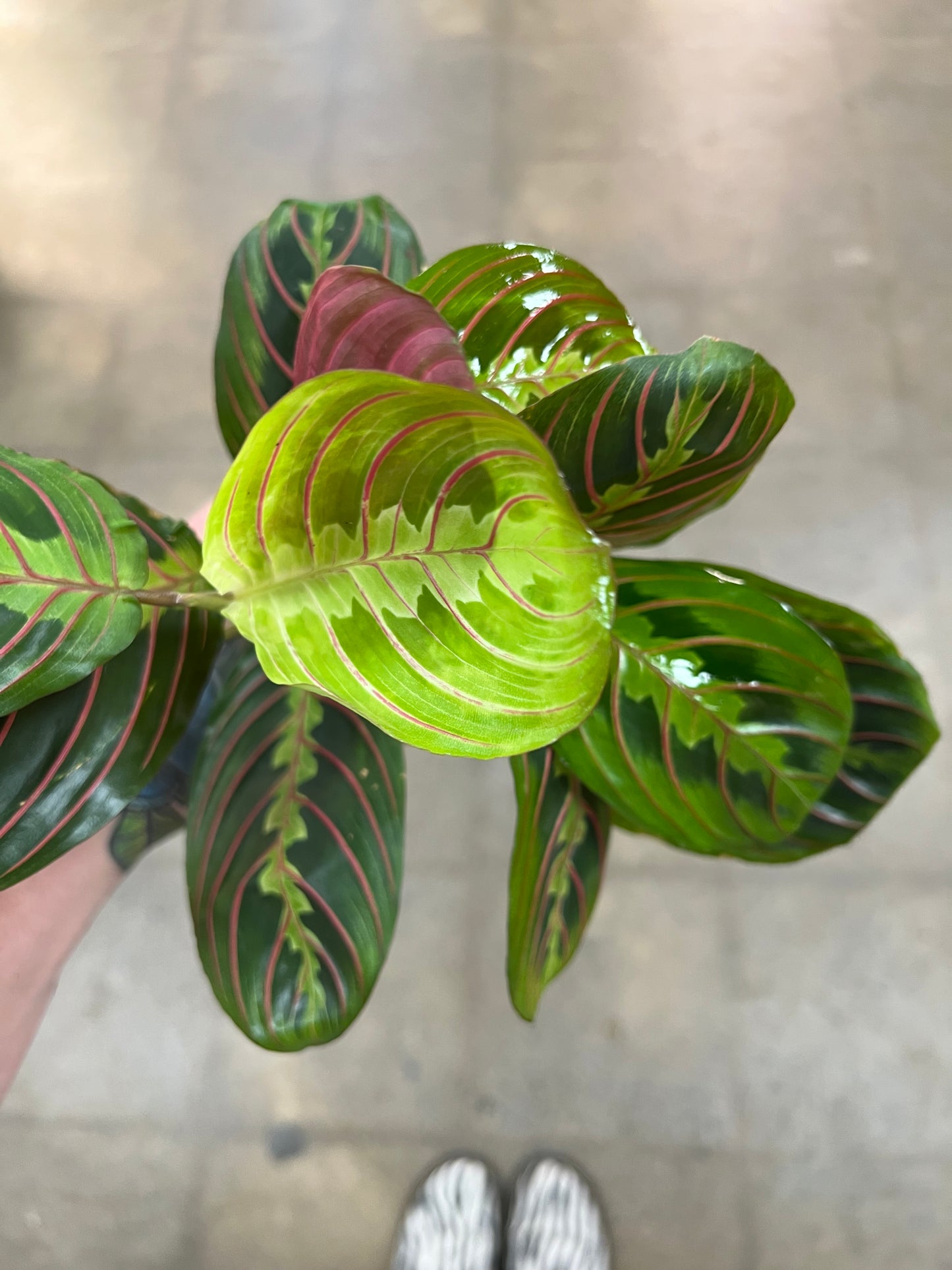 Maranta Rouge