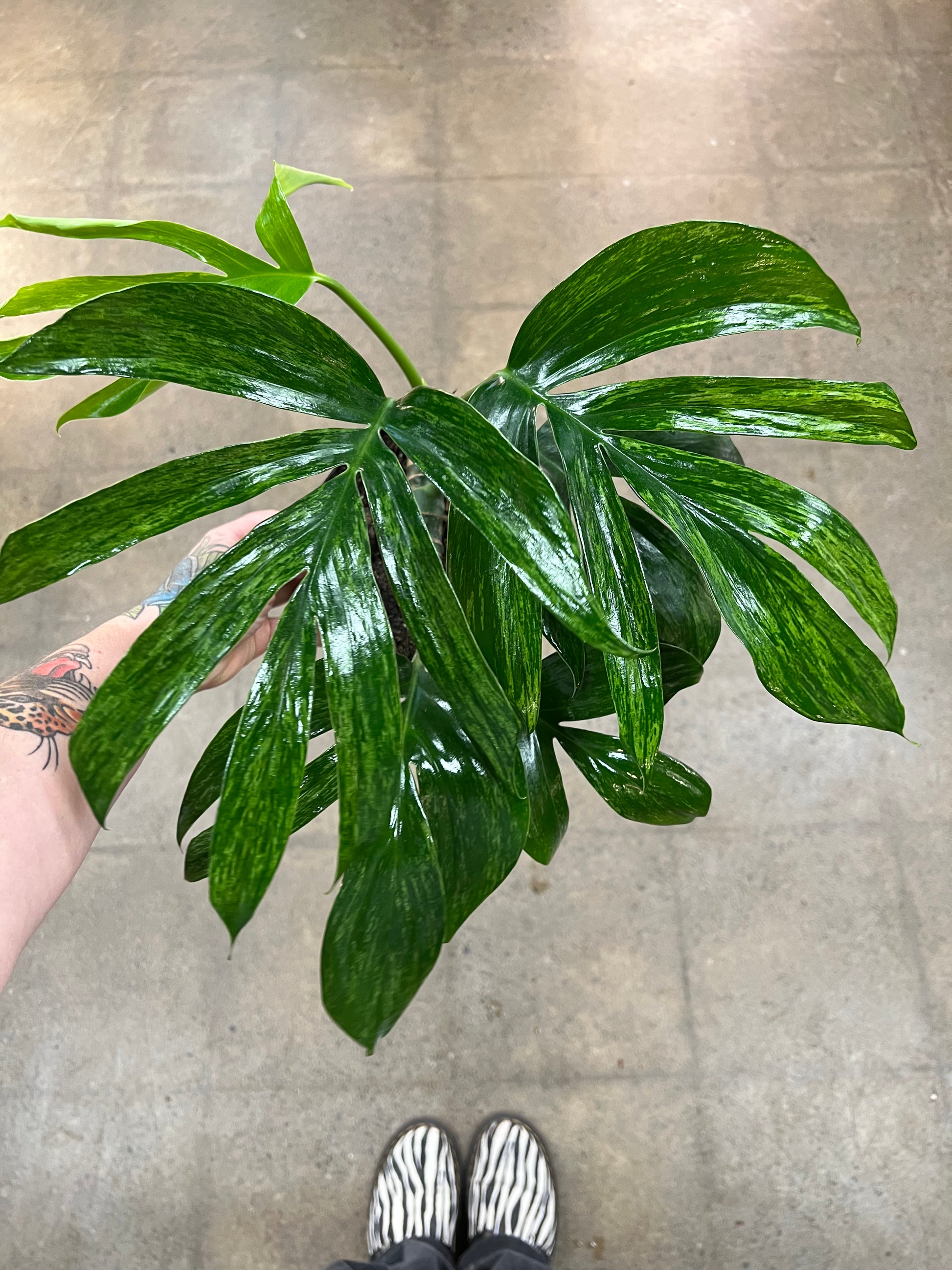 philodendron dragon tail variegated Rhaphidophora Dragon Tail Variegated