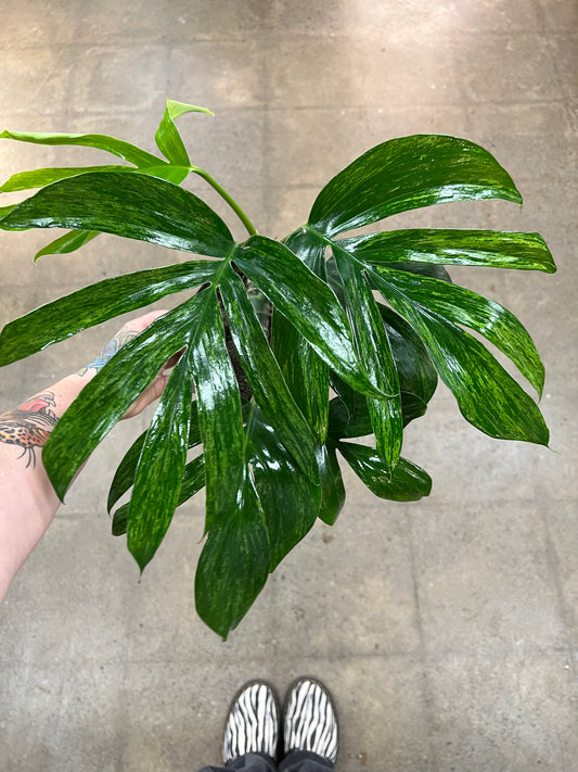 Rhaphidophora Dragon Tail Variegated