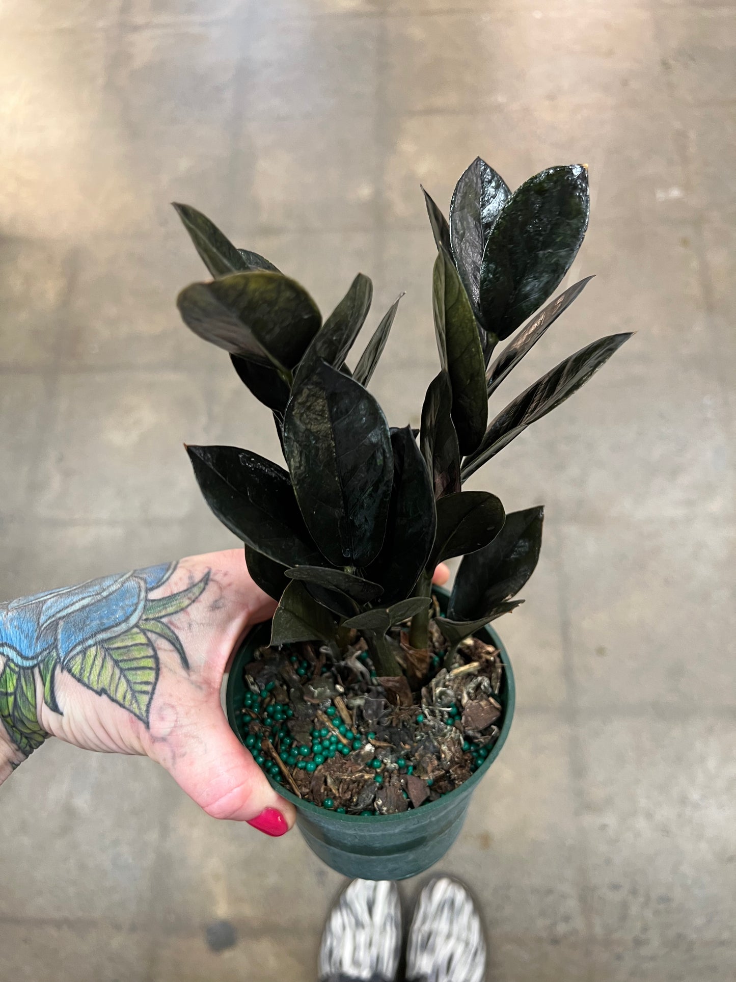 Zamioculcas Zamiifolia Raven