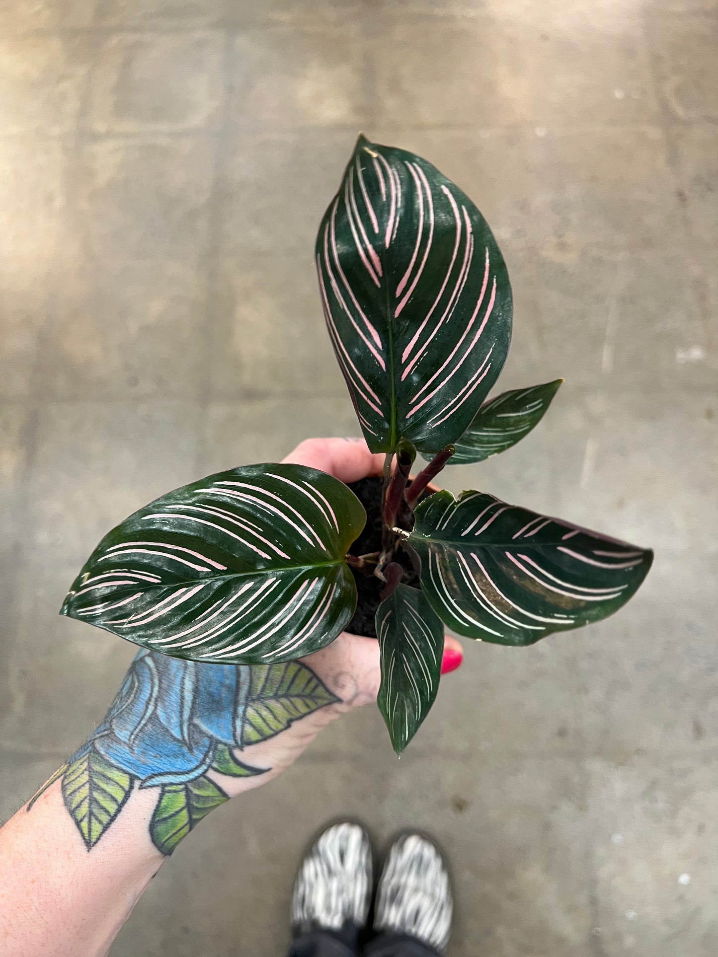 Calathea Ornata