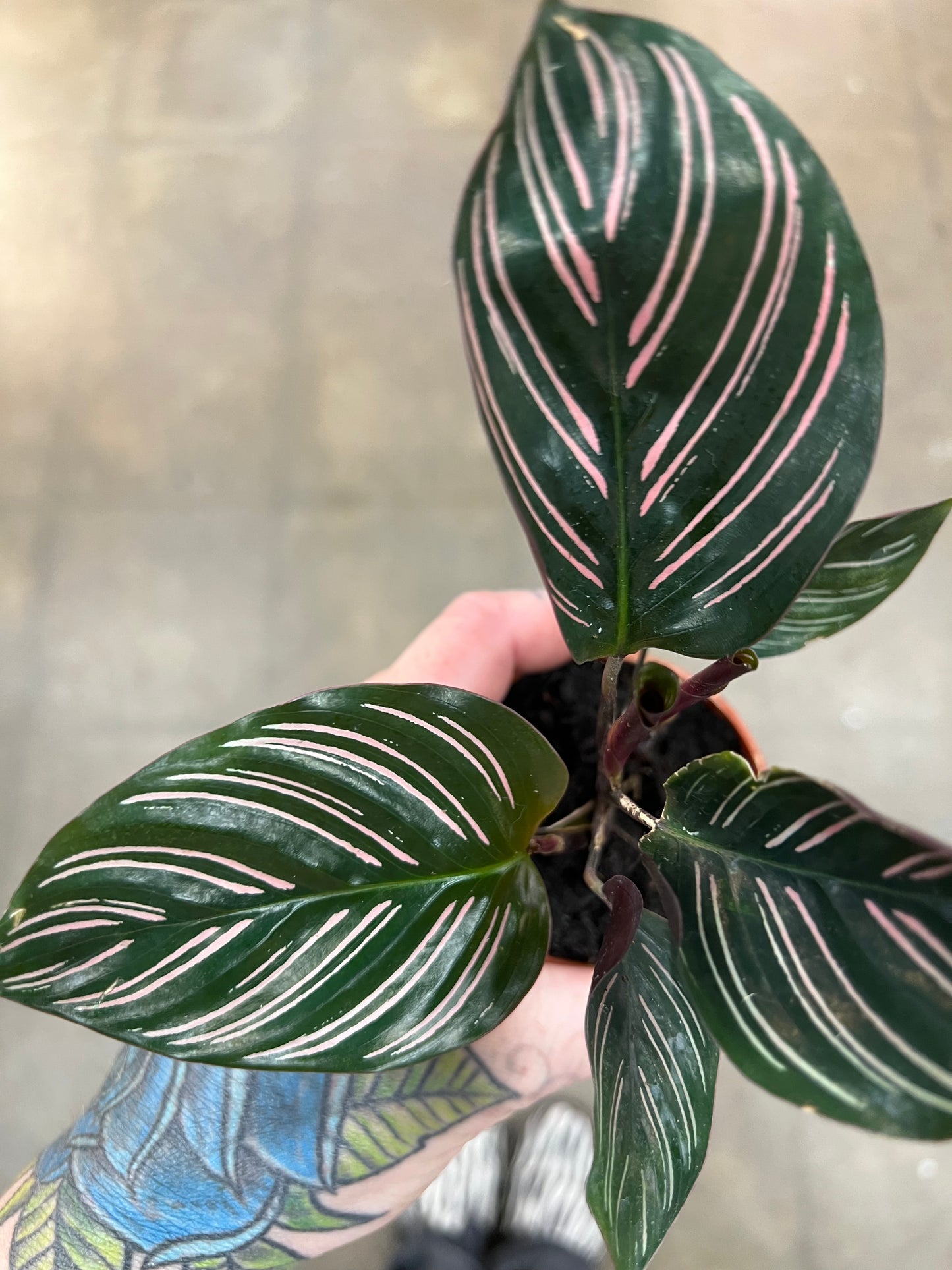 Calathea Ornata