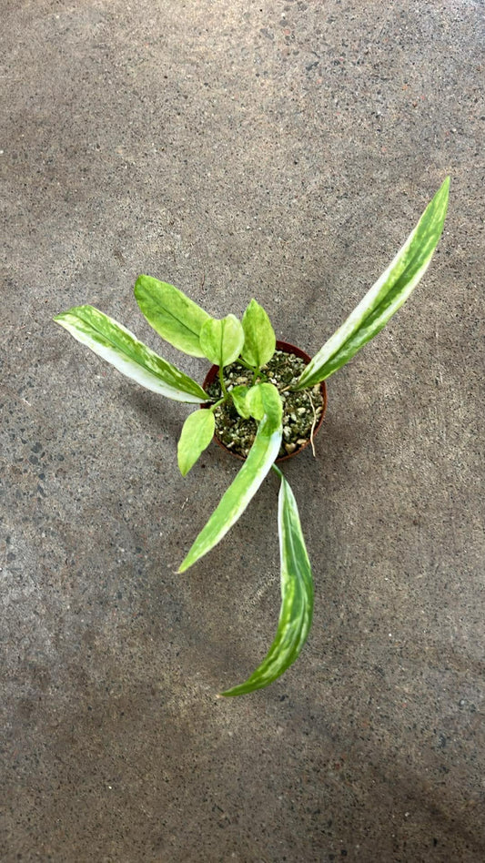 Anthurium Vittarifolium Variegated