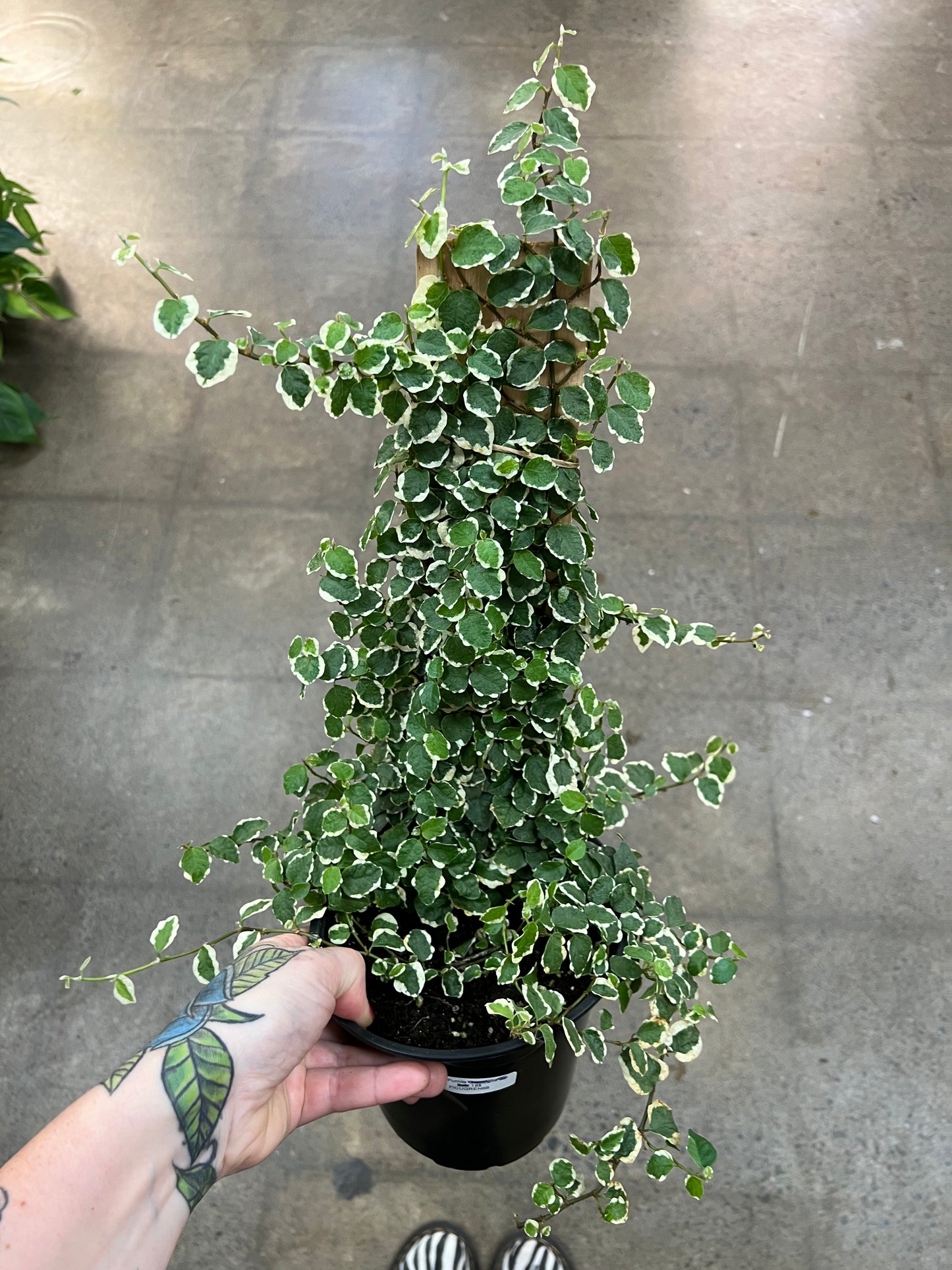 Ficus Pumila Panaché