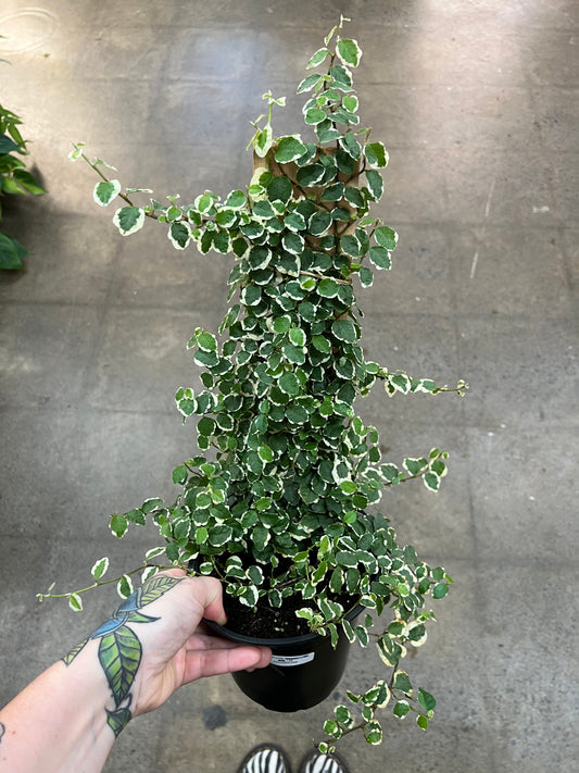 Ficus Pumila Panaché