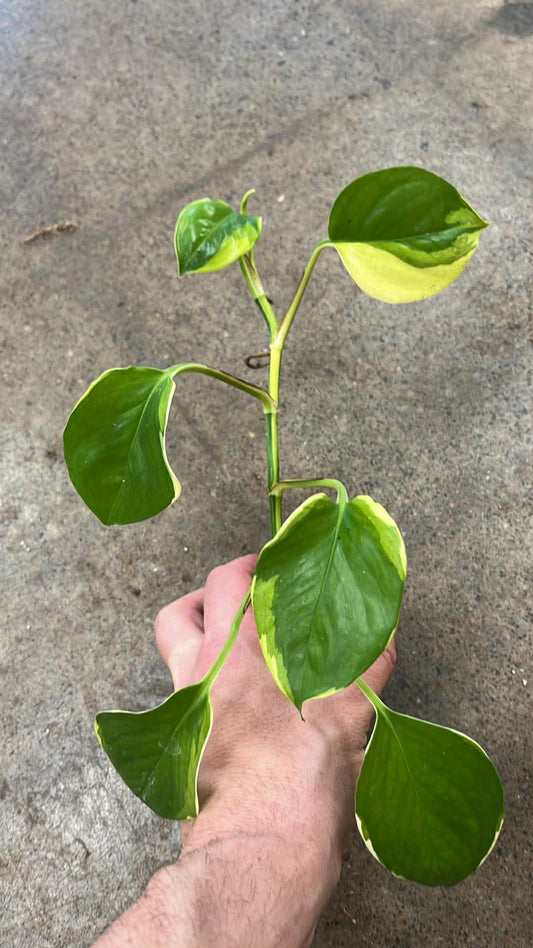 Pothos Manjula Poonsin #2