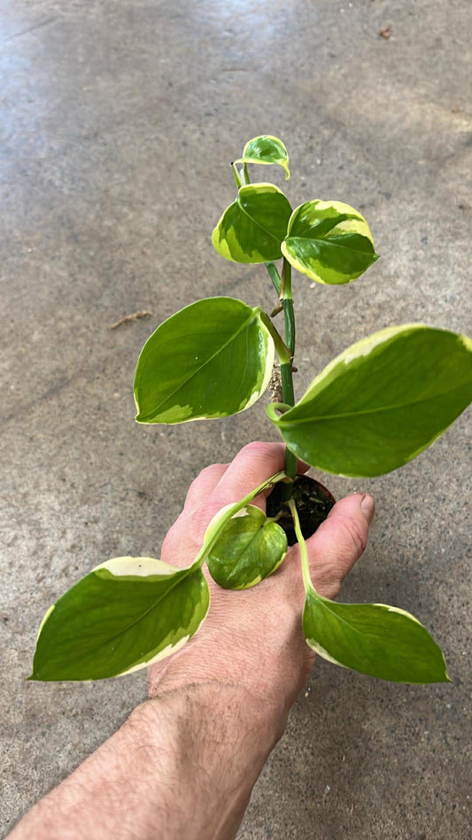 Pothos Manjula Poonsin #3