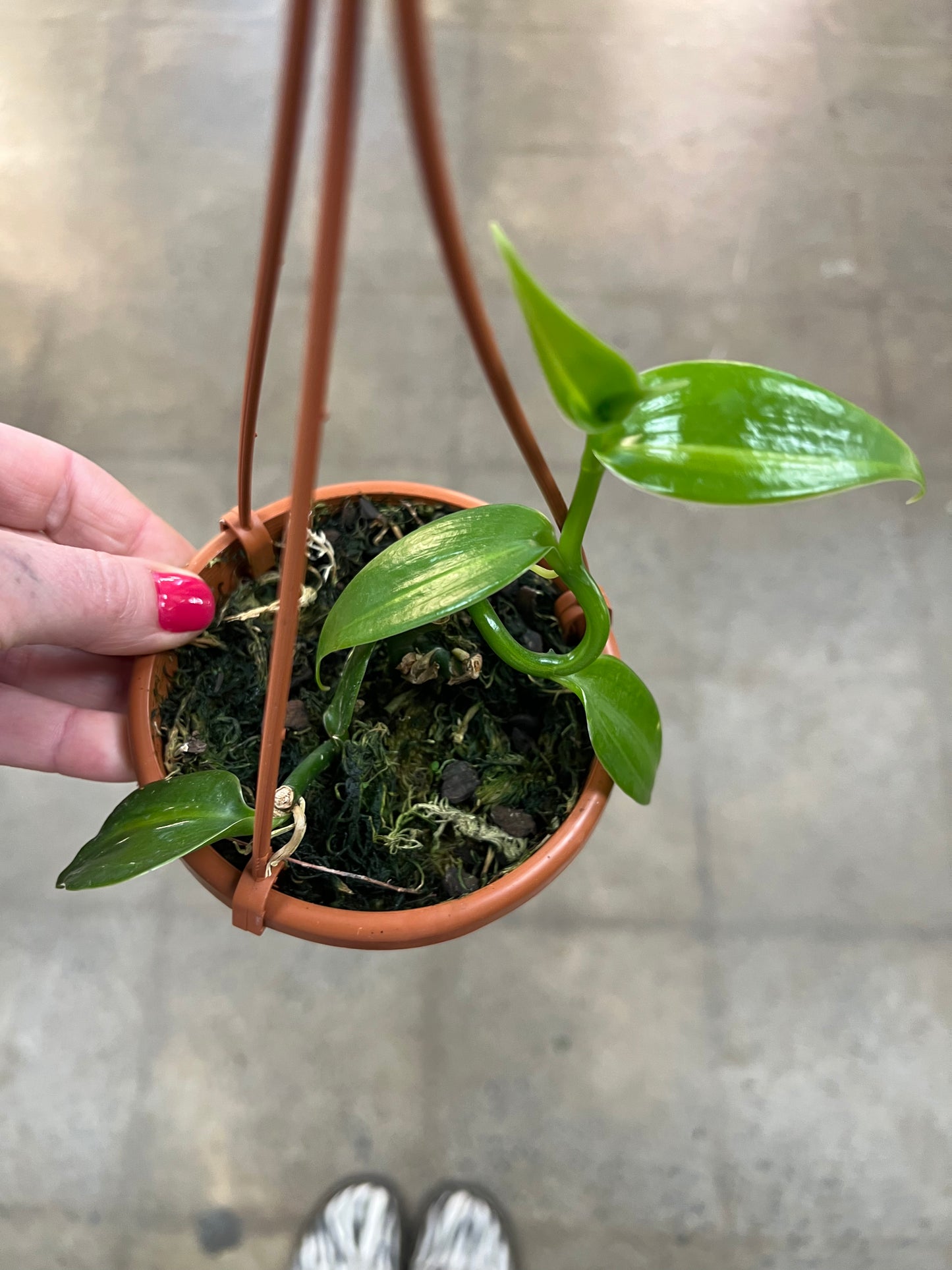 Vanilla Planifolia
