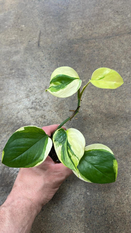Pothos Manjula Poonsin #9