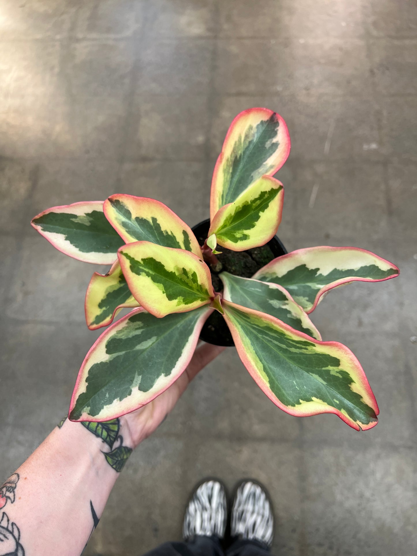 Peperomia Ginny