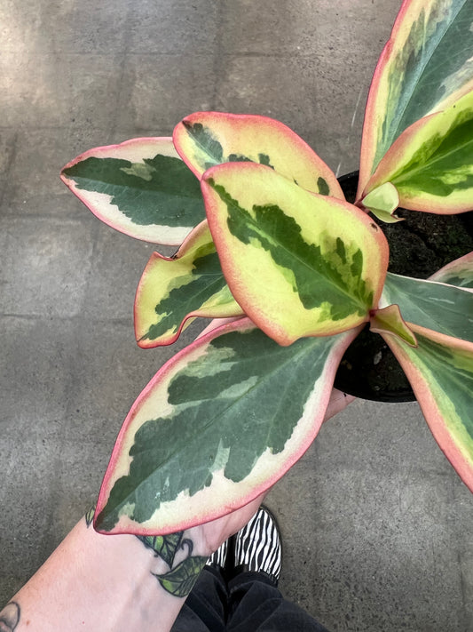 Peperomia Ginny