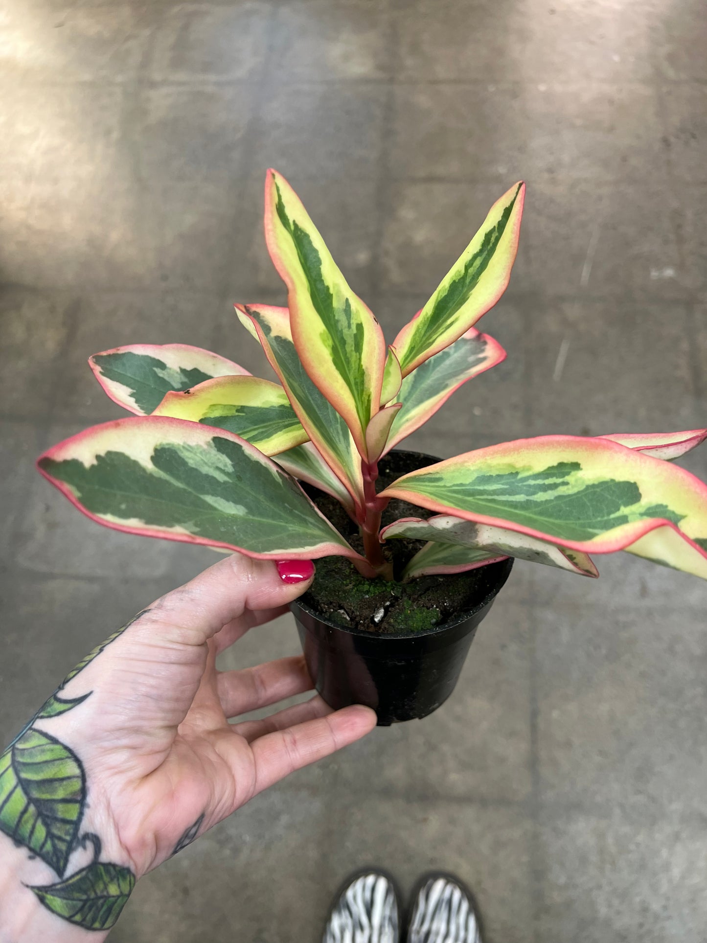Peperomia Ginny