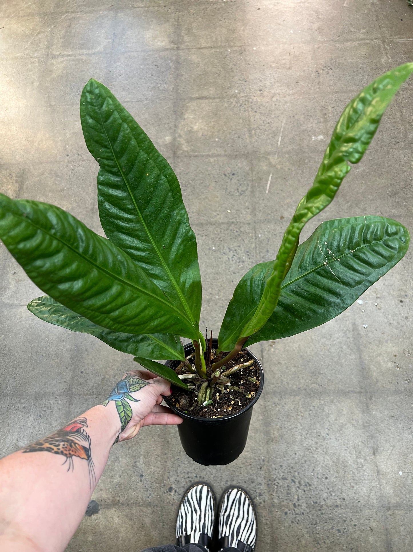 Anthurium Superbum