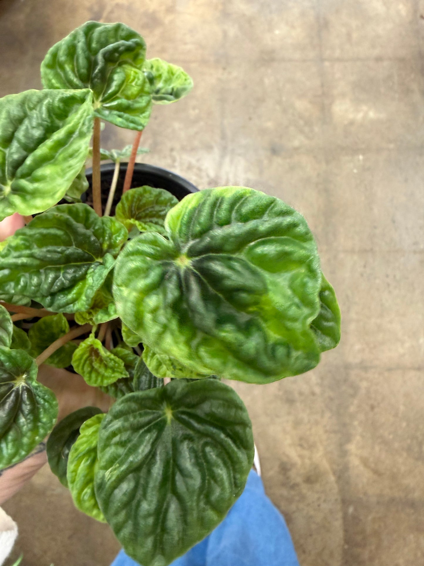 Peperomia Caperata Green Ripple