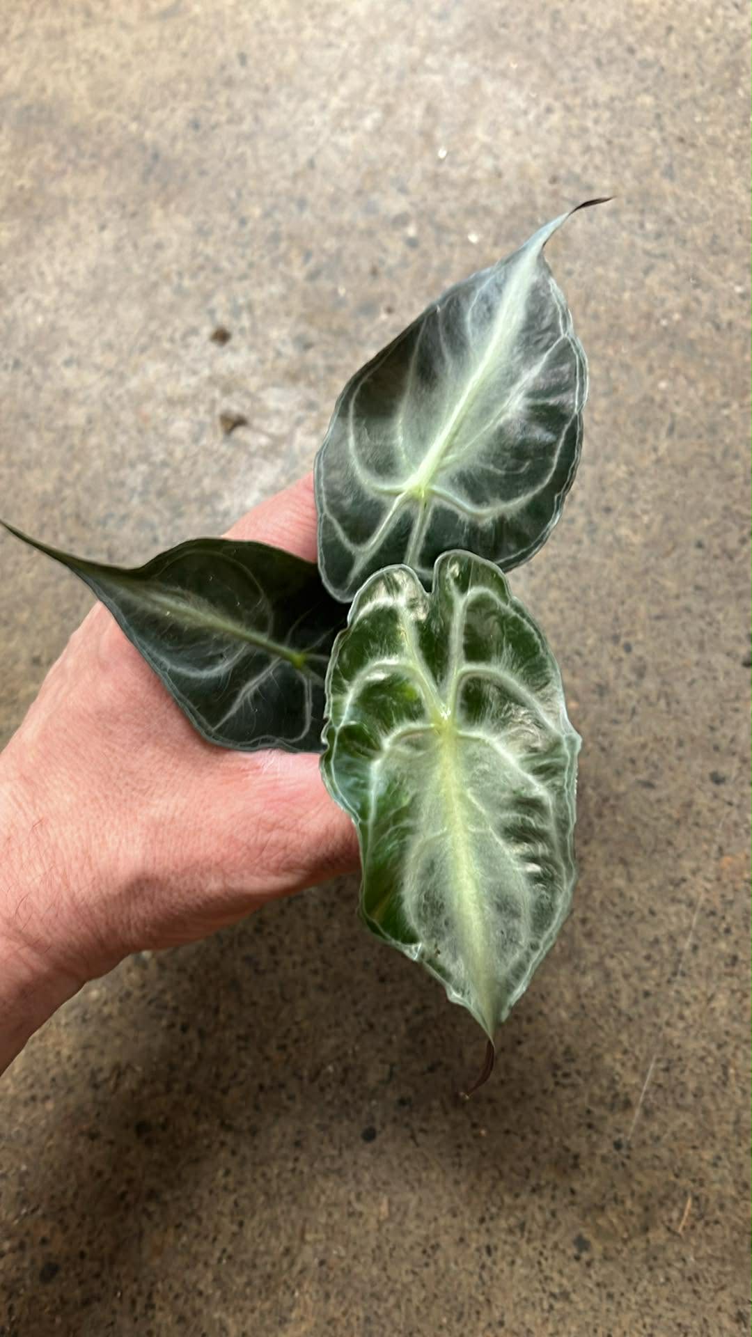 Alocasia Venom #1