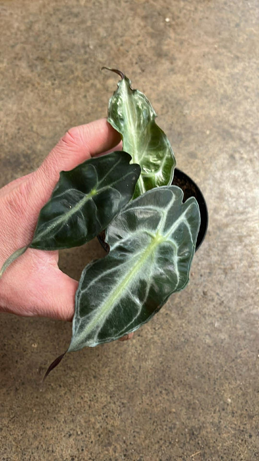 Alocasia Venom