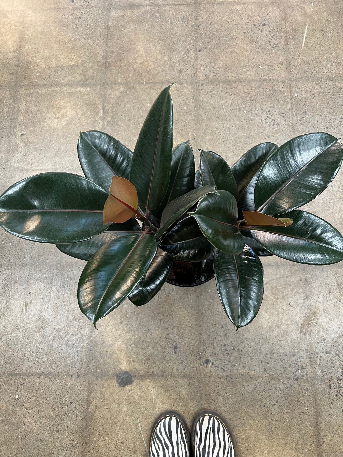 Ficus Burgundy
