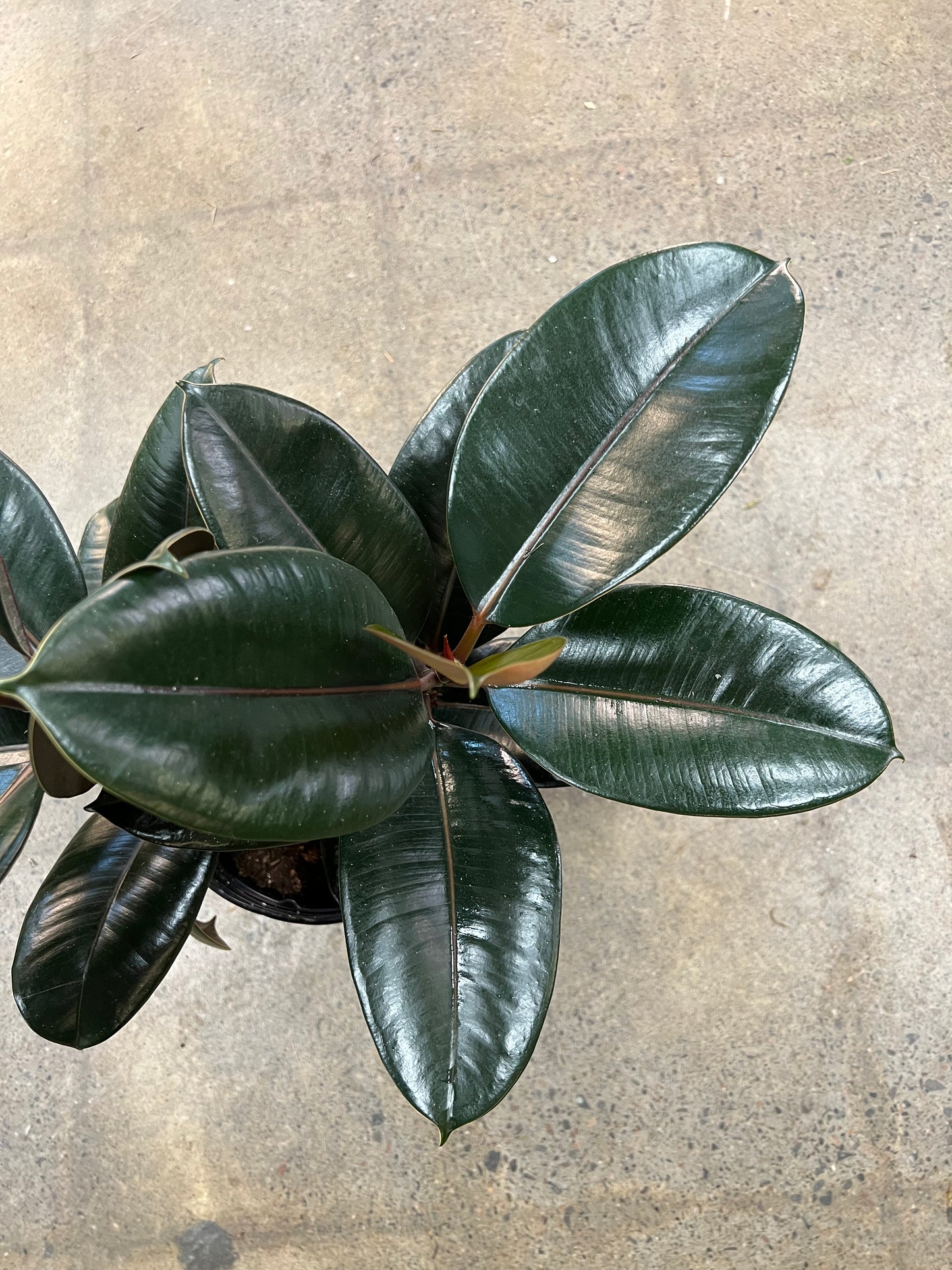 Ficus Burgundy