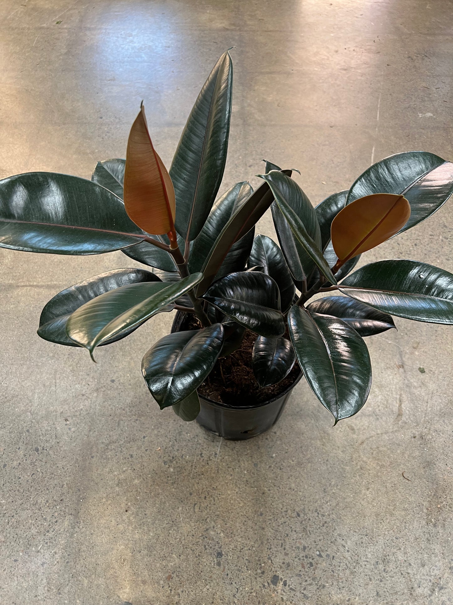 Ficus Burgundy