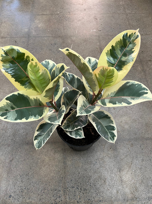 Ficus Tineke