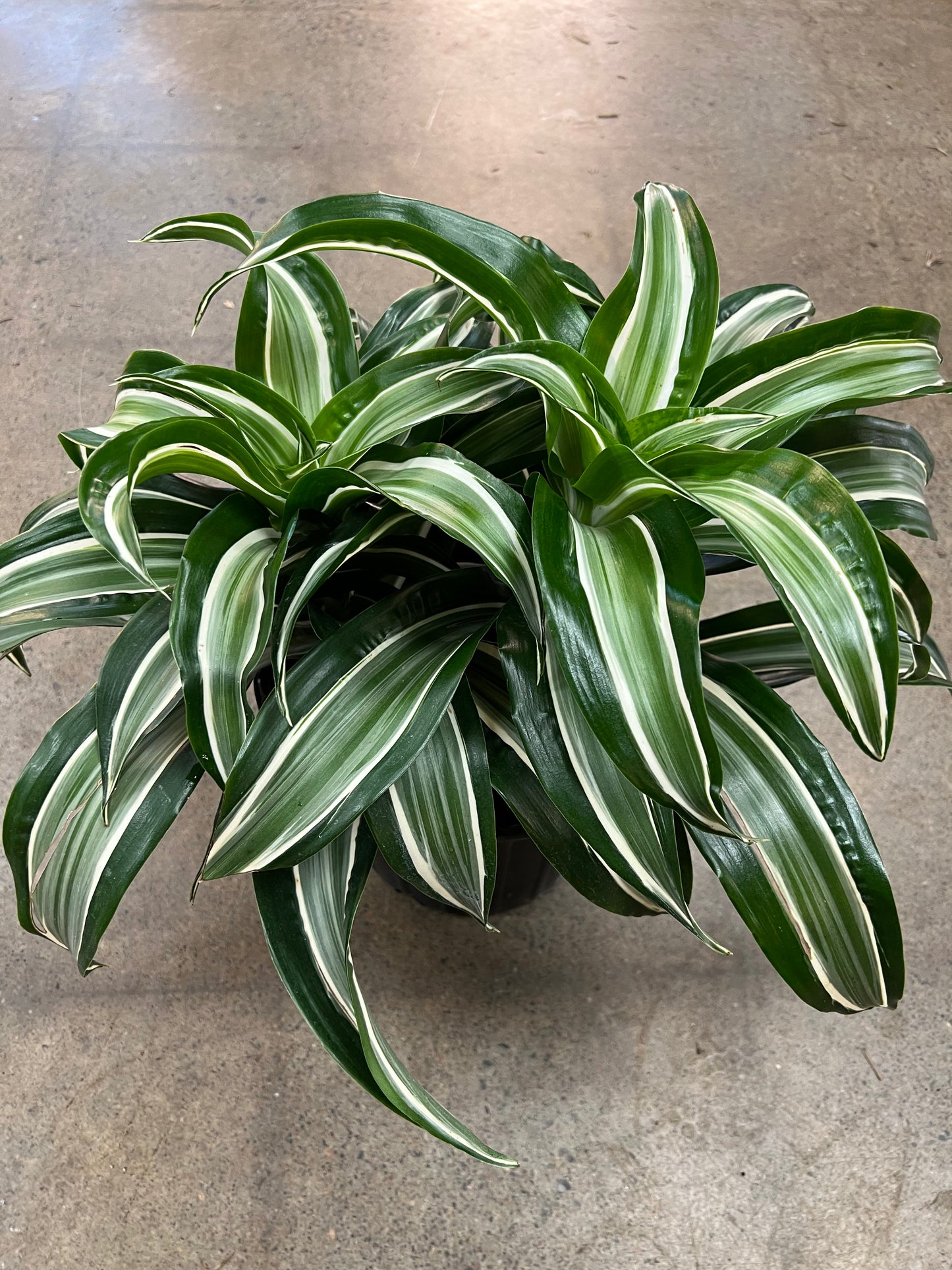 Dracaena Jade Jewel