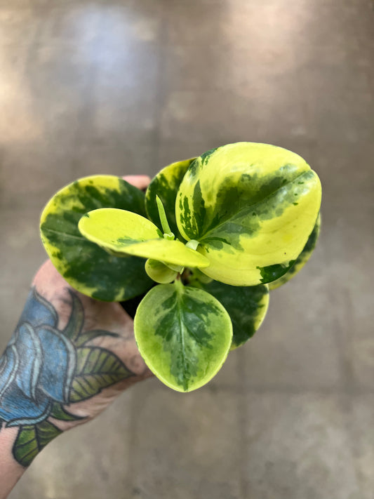 Peperomia Obtusifolia Marble