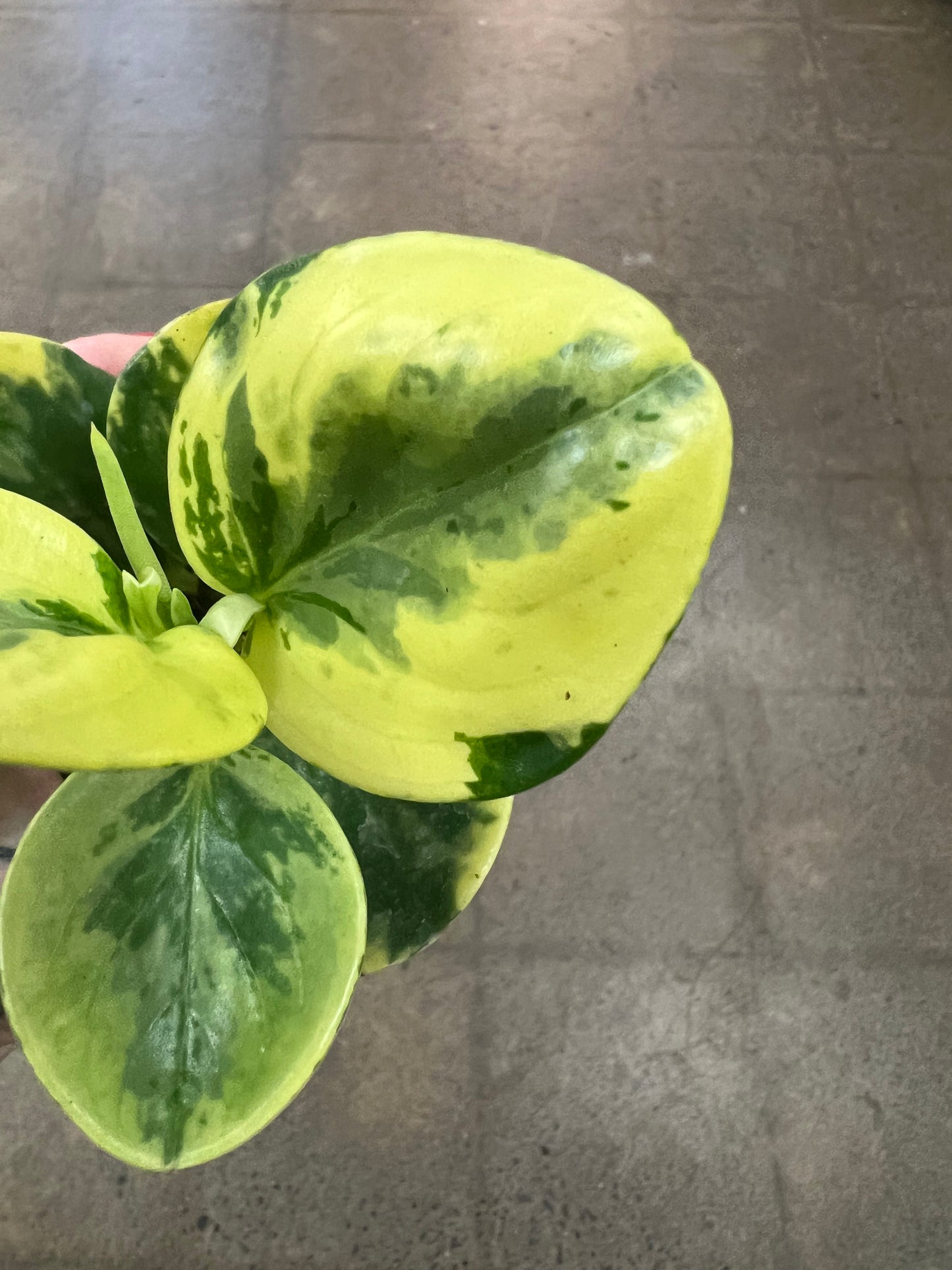 Peperomia Obtusifolia Marble