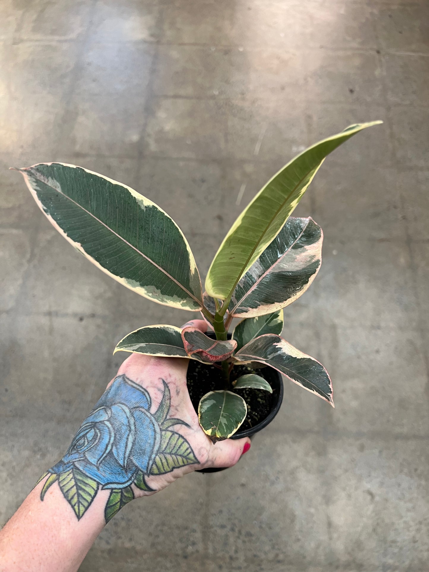 Ficus Elastica Tineke