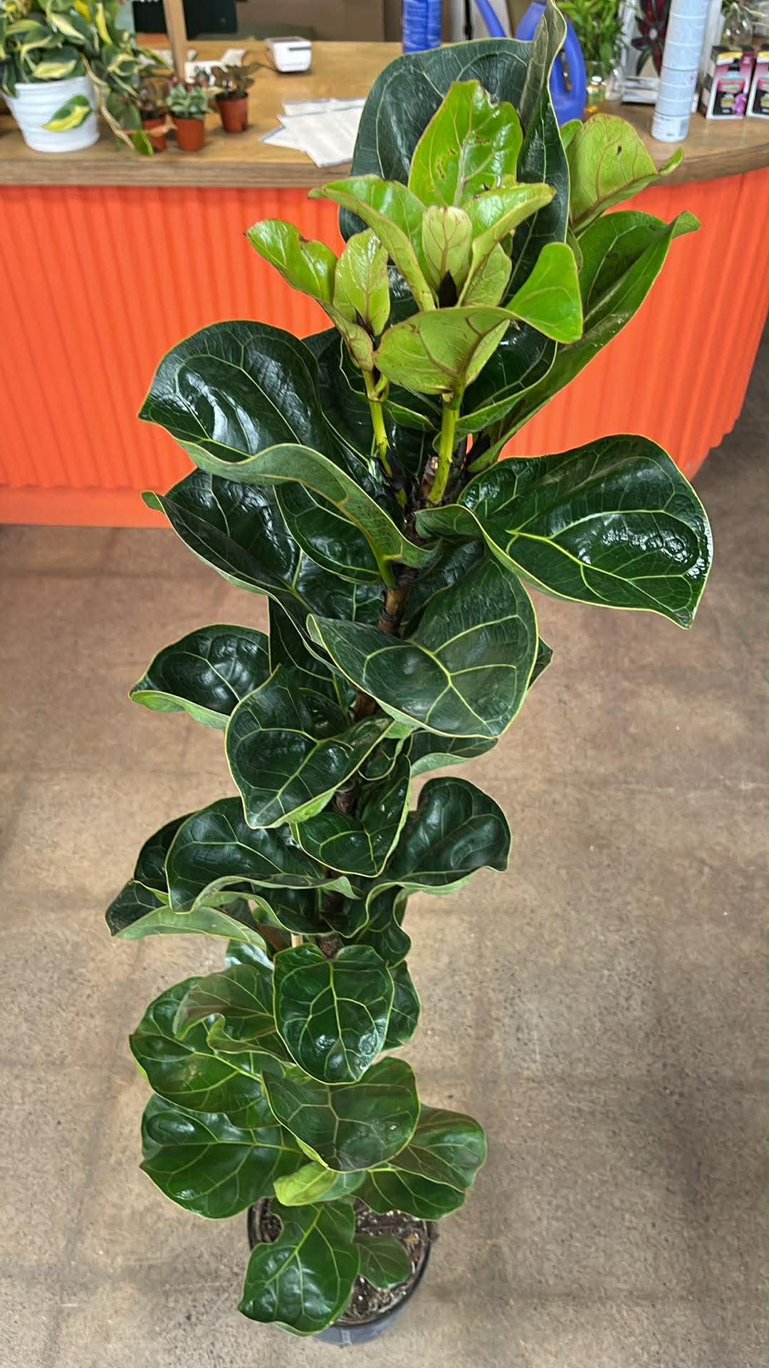 Ficus Lyrata Bambino Column