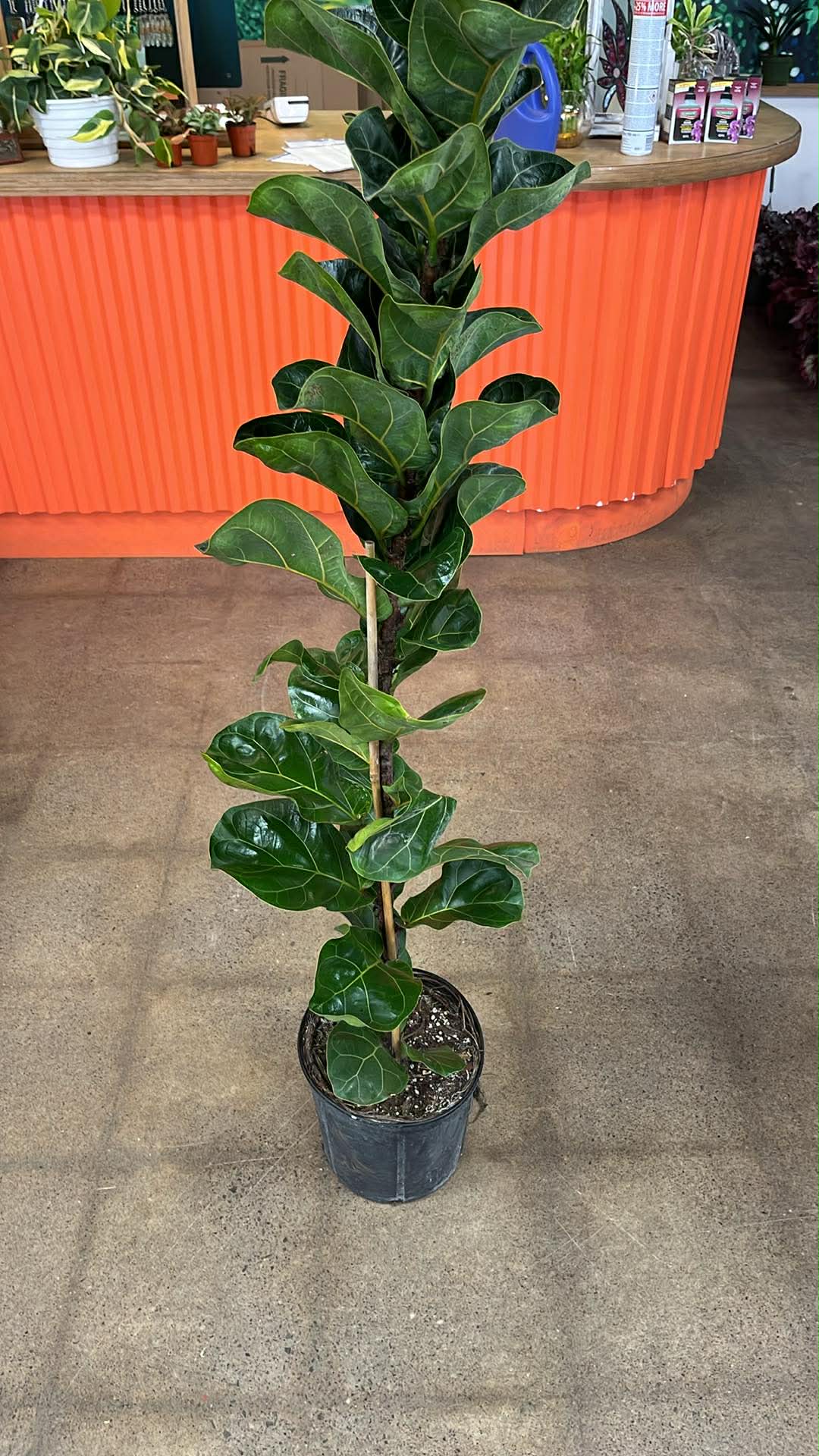 Ficus Lyrata Bambino Column